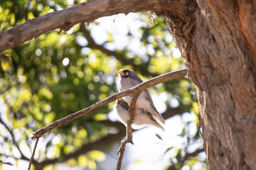 A Noisy Miner Perched on a Branch, Sunbathing