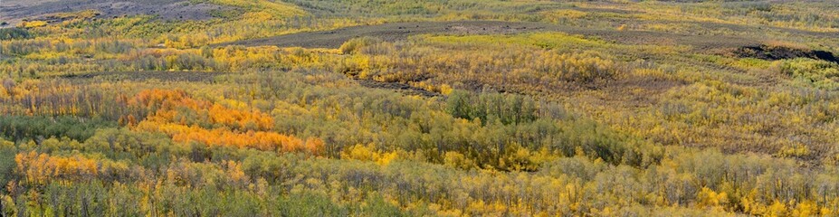 Fototapeta premium A panorama image of spen trees displaying fall color in the steens mountains in south central Oregon., near Frenchglen