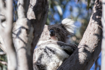 Resting Koala Relaxing on a Tree Branch in the Wild, Raymond Island, Australia