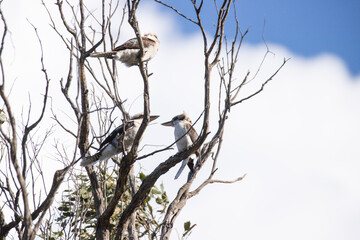 Three Kookaburras Perched on Bare Tree Branches Against Blue Sky