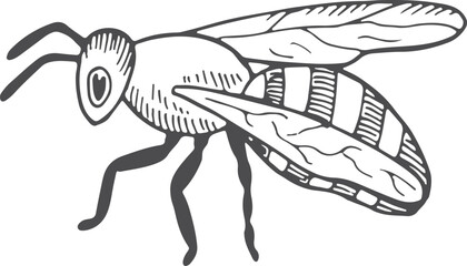 Flying bee hand drawn icon. Insect sketch