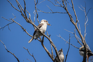Three Kookaburras Perched on Bare Tree Branches Against Blue Sky