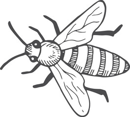 Bee top view ink drawing. Flying insect
