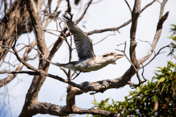 Kookaburra in Flight Among Bare Tree Branches