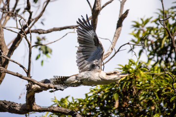 Kookaburra in Flight Among Bare Tree Branches