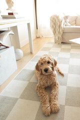 Golden aDoodle Puppy in a room