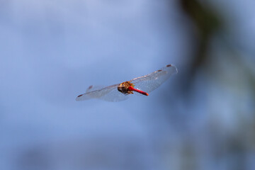 dragonfly in flight