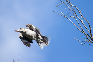 A Kookaburra in Flight Against a Clear Blue Sky