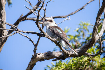 Kookaburra Perched on a Tree Branch Against Clear Blue Sky