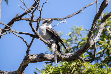 Kookaburra Perched on a Tree Branch Against Clear Blue Sky