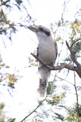 Sleepy Koala Resting on a Eucalyptus Branch