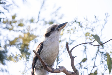 Sleepy Koala Resting on a Eucalyptus Branch