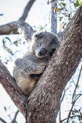 Obraz premium Sleeping Koala Resting Peacefully on a Tree Branch