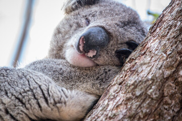 Sleeping Koala Resting Peacefully on a Tree Branch