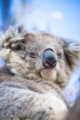 Obraz premium Sleepy Koala Resting on a Eucalyptus Branch