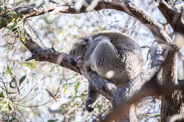 Sleepy Koala Resting on a Eucalyptus Branch
