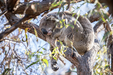 Resting Koala Relaxing on a Tree Branch in the Wild, Raymond Island, Australia