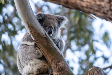 Resting Koala Relaxing on a Tree Branch in the Wild, Raymond Island, Australia