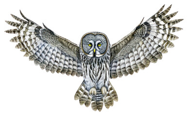 PNG Detailed owl illustration with wingspan