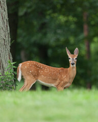 A white-tailed deer fawn walks in the grass near the woods in New Jersey.