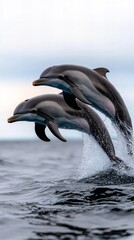 Obraz premium Three dolphins leap out of the water, their sleek bodies silhouetted against the cloudy sky.