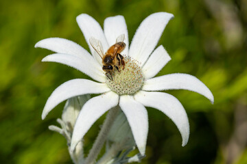 Obraz premium Honey Bee feeding at a Flannel Flower