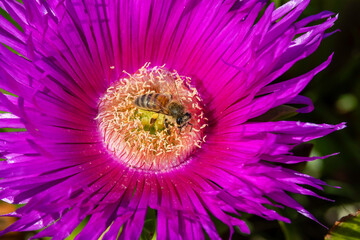 Honey Bee collecting pollen and nectar on a Pig Face Flower © Ken Griffiths