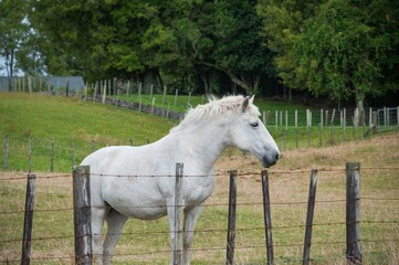 Fototapeta premium Grey horse standing in a paddock field isolated