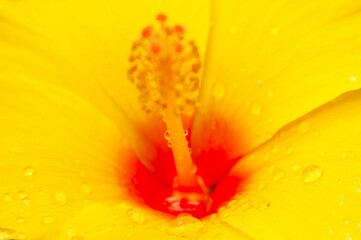 Close-up of yellow Hibiscus flower showing the stigma and filament anthers