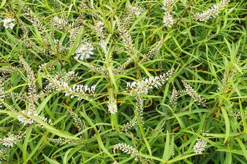 hebe shrub with long white flowers forms a thick bee friendly foliage