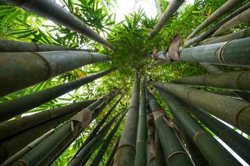 Giant bamboo growing up to the sky viewed from ground level up