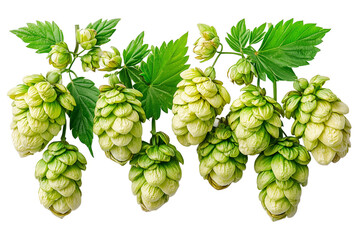 Close-up of Fresh Green Hop Cones