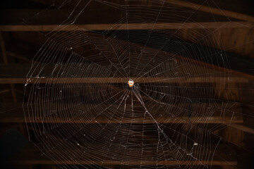 An Orb Weaver Spider in its web built on a deck in Central New Jersey