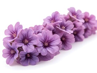 Obraz premium a group of purple flowers