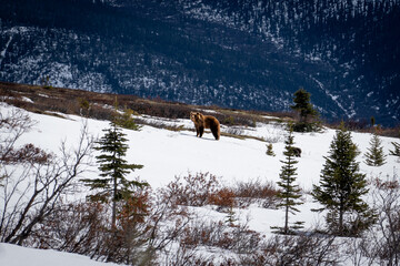 grizzly bear on snowy mountain
