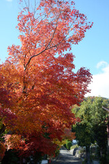 Naklejka premium 秋の嵯峨野 奥嵯峨の紅葉 京都市右京区