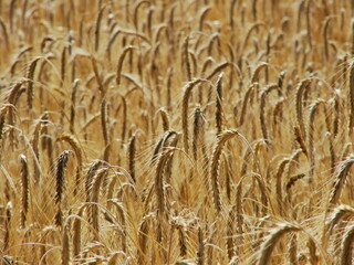 Złote kłosy pszenicy - zboże na polu © tomo81