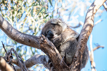 Sleeping Koala Resting Peacefully on a Tree Branch