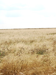 Olbrzymia łąka z uschła trawą bujaną przez wiatr