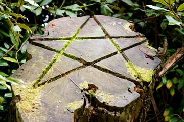 Mossy Tree Stump with Pentagram Carving
