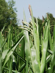 Obraz premium Uprawa kukurydzy