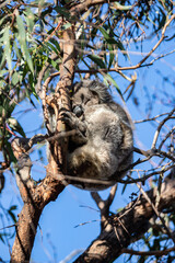 Sleepy Koala Resting on a Eucalyptus Branch