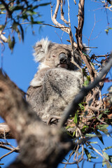 Mother and Baby Koala Hugging on a Tree Branch, Raymond Island, Australia