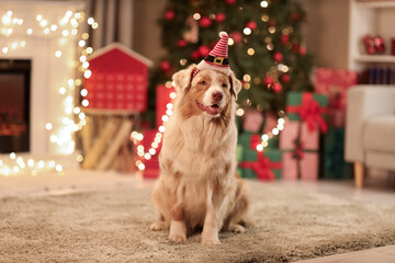 Cute Australian Shepherd dog in Santa hat at home on Christmas eve