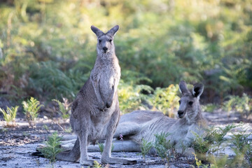 Two Kangaroos Relaxing and Playing in the Bushland