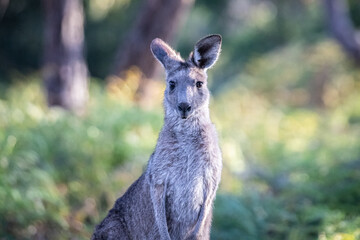 Fototapeta premium Kangaroo Standing in Natural Habitat with Lush Greenery
