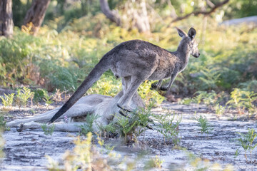 Two Kangaroos Relaxing and Playing in the Bushland