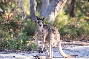 Kangaroo Standing in Natural Habitat with Lush Greenery
