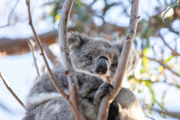 Koala Relaxing High Up in the Tree Canopy