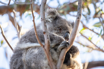 Koala Sleeping Peacefully in a Tree During Daytime